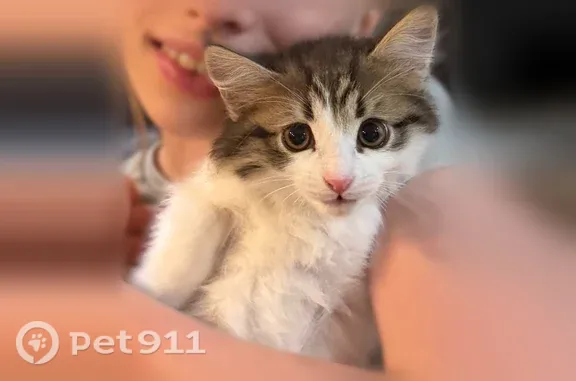 Пропала кошка, Деревня Пычанки, Каретная, Пычанки — на задних белых лапках яркие чёрные пятна - photo