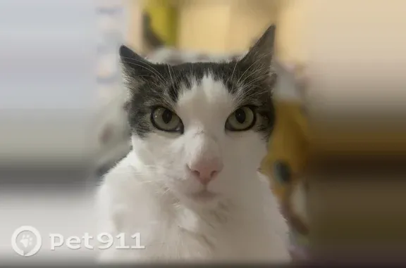 Пропала кошка, Волгоград, 30-летия Победы, д. 42 — Буся, 4 года, возможно ранена - photo