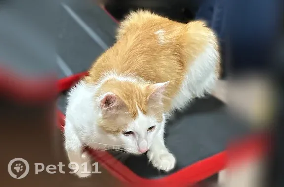 Найдена кошка, Казань, фото: Найдена кошка, Казань, Рихарда Зорге, д. 85 — рыжий кот, приучен к лотку