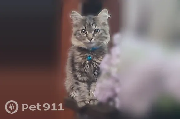 Пропала кошка, Богдана Хмельницкого, д. 32, Новосибирск — котику 6 месяцев - photo