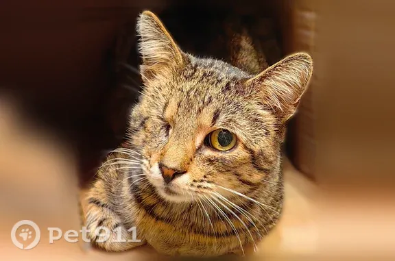 Пропала кошка, Сочи, Чайковского — нет одного глазика - photo