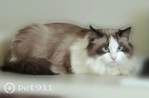 Пропала кошка, Маяковского, Рязань — крупная пушистая кошечка с голубыми глазами - photo