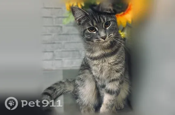 Пропала кошка, Оса, Генерала Богомягкова — смесь с мейн-куном, большие ушки - photo