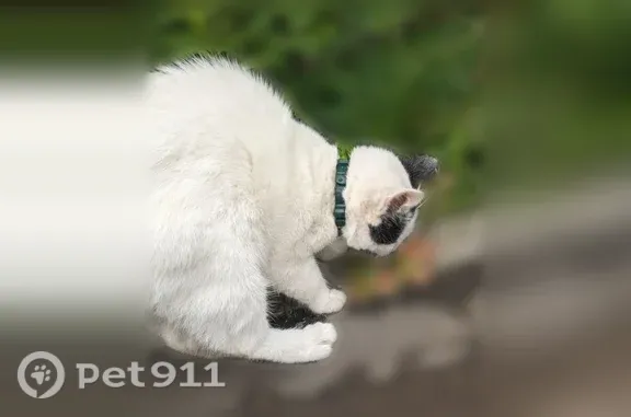Найдена кошка, Чебоксары, фото: Найдена кошка, Маршака, д. 6 1, Чебоксары — подросток