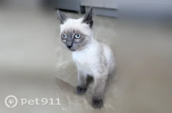 Найдена кошка, Оренбург, фото: Найдена кошка, Оренбург, 57-я линия — тайский котёнок