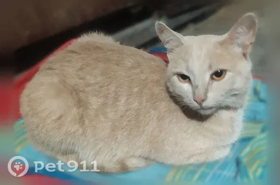 Найдена кошка, Пенза, фото: Найдена кошка, Район Ленинский (г Пенза), Ясная, д. 55, Пенза — светло-рыжая, ласковая