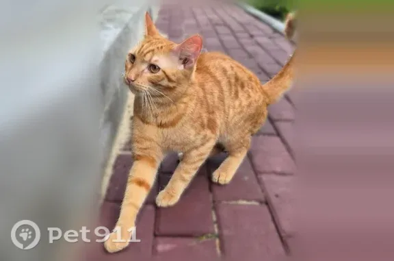 Найдена кошка, Асбест, фото: Найдена кошка, Крупской, Асбест — рыжий котёнок, очень ласковая