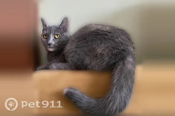 Пропала кошка, Омск, 10 лет Октября, д. 107 — домашняя, серого окраса - photo