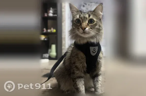 Пропала кошка, Сельский поселок Дубки, Володарск — полосатая серая, спинка короткостриженная - photo