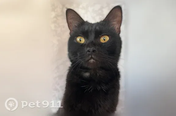 Найдена кошка, Воронеж, фото: Найдена кошка, Московский, д. 127А, Воронеж — чёрная, ласковая, золотистые глаза