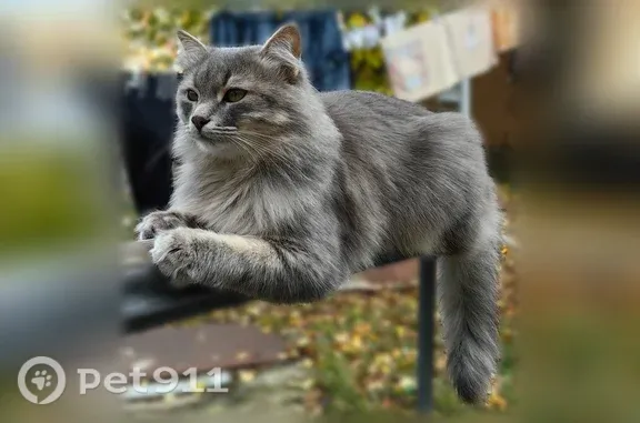 Пропала кошка, Успенского, д. 27, Воронеж — серый окрас, янтарные глаза - photo