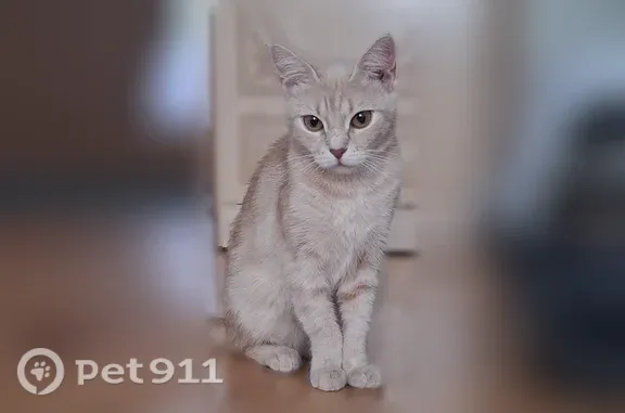 Пропала кошка, Жемчужная, д. 21, Апатиты — светло-рыжая, шишка на правой передней лапе - photo