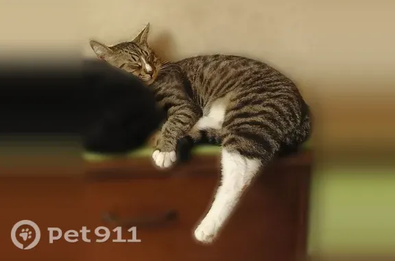 Кошки потеряшки, Сочи, фото: Потеряшка кошка, Сочи, Тимирязева, д. 46/16 — крупная, кастрирована, 1 год
