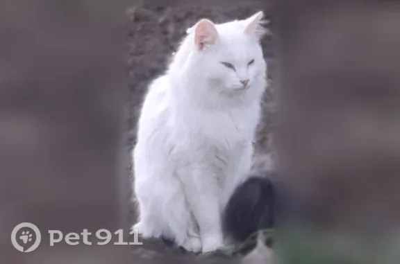 Кошки потеряшки, Усть-Илимск, фото: Потеряшка кошка, Усть-Илимск — белый кот, зелёные глаза, хвост черно-серый