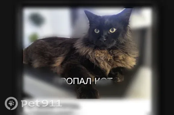 Пропала кошка, Кореновск — чёрный кот, мейн-кун, чуть меньше породы - photo