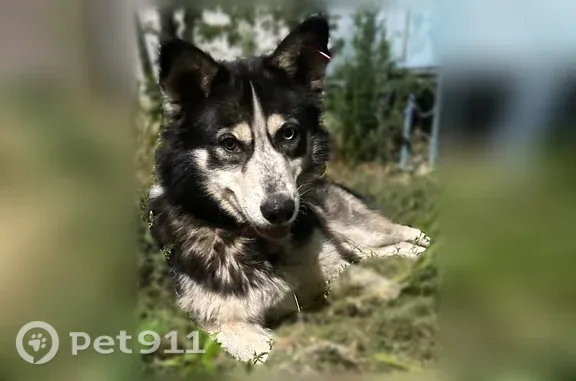 Найдена собака, 64-й Армии, д....