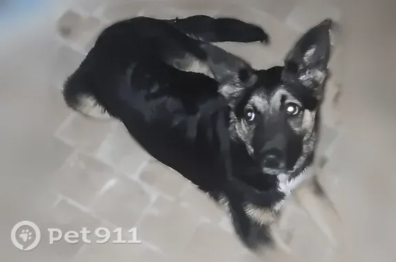 Найдена собака, Клубная, д. 15...