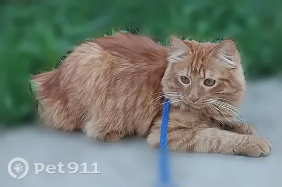 Пропала кошка, Деревня Баташи, Баташи — рыжий котик Персик - photo