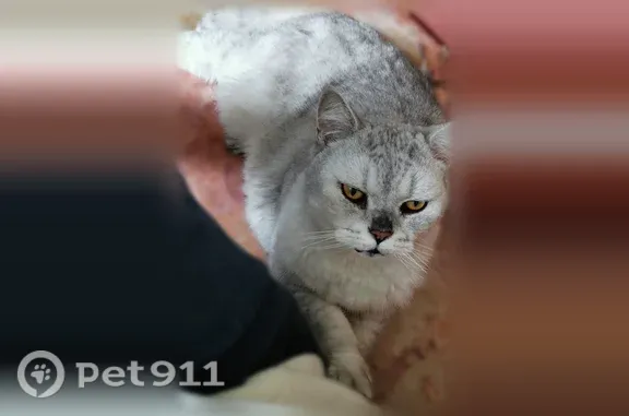 Пропала кошка, Район Нагатино-Садовники (г Москва), Академика Миллионщикова, д. 16, Москва — британский кот Кефирчик, жёлтые глаза - photo