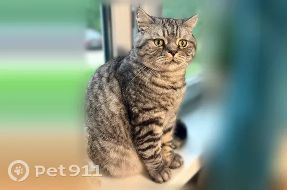Потерянные животные Псков, фото: Пропала кошка, Яна Фабрициуса, д. 9, Псков — серый в полоску, пугливый