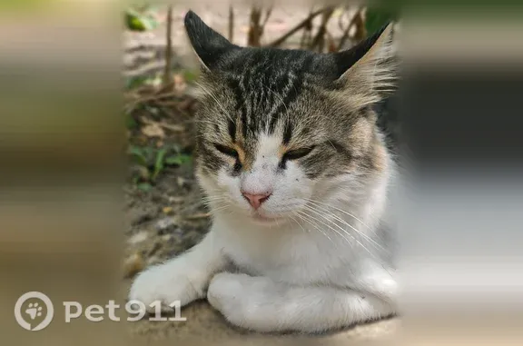 Пропала кошка, Палласовка — сострижены две стороны брюха от колтунов - photo