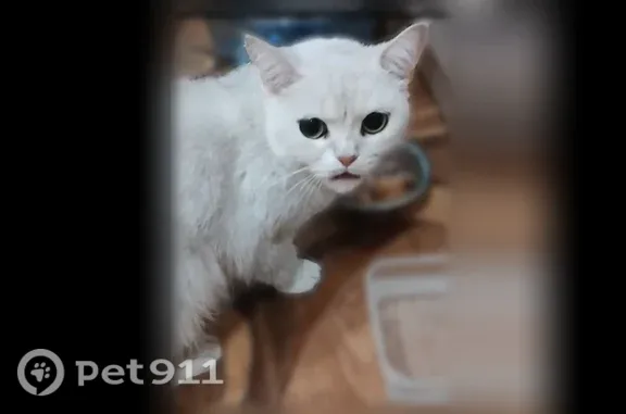 Найдена кошка, Братск, фото: Найдена кошка, Обручева, д. 6А, Братск — розовый ошейник и розовая шлейка