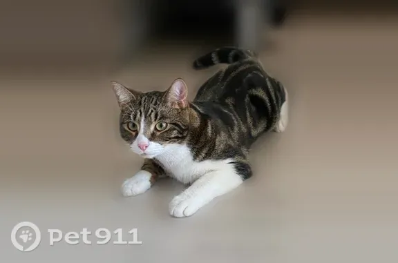 Пропала кошка, Село Шангалы, Ленина, д. 58, Шангалы — сорвался со шлейки 17.07 в 19:40 - photo