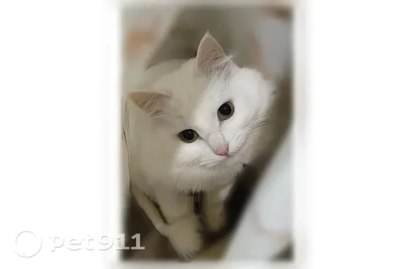 Пропала кошка, Район Орджоникидзевский (г Уфа), д. 227, Уфа — откликается на имя Лёля - photo