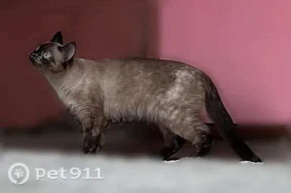 Найдена кошка, Сургут, фото: Найдена кошка, Сургут, Ивана Кайдалова, д. 28 — боязлива, не отзывалась на кс-кс
