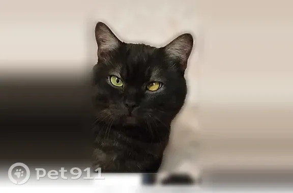 Пропала кошка, Поселок Сибирский, Лесопитомник, Сибирский — тёмная масть, разный цвет глаз - photo