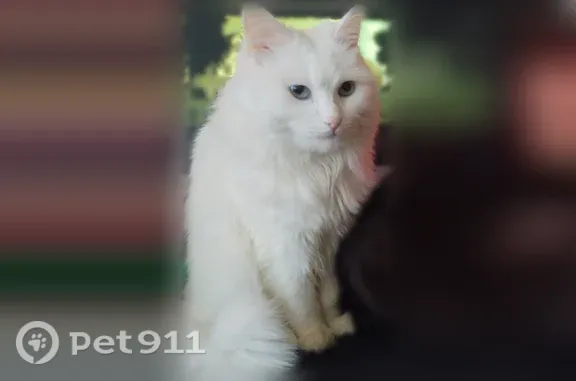 Пропала кошка, Балаково, Чапаева, д. 12, Балаково — белая и пушистая, голубые глаза - photo