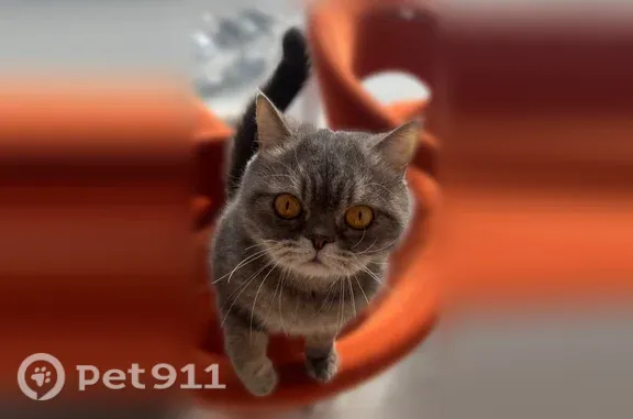 Пропала кошка, Поселок Клеверное — серый котик с жёлтыми глазами - photo