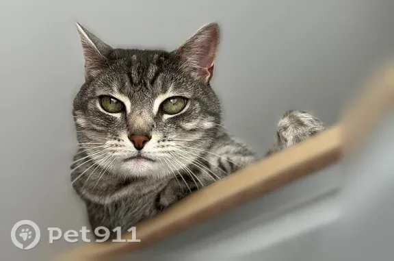 Пропала кошка, Район Южное Бутово (г Москва), Изюмская, д. 26, Москва — серый в полоску, домашний, пугливый - photo