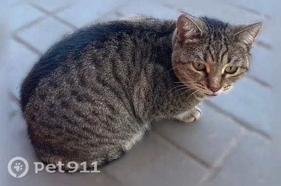 Найдена кошка, Саратов, фото: Найдена кошка, Район Заводской (г Саратов), Энтузиастов, д. 82, Саратов — очень ласковая, в светло-розовом ошейнике