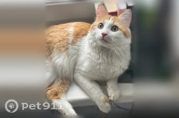 Пропала кошка, Костомукша, Парковая, д. 26 — котику 1,5 года - photo