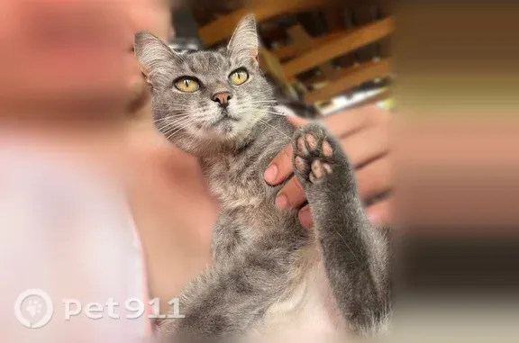 Пропала кошка, Район Калининский (г Уфа), Сквозная, д. 57, Уфа — светло-серая, вышла из дома и не вернулась - photo