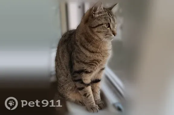 Пропала кошка, Глазов — коричневая, с чёрными полосками, в зелёном ошейнике - photo