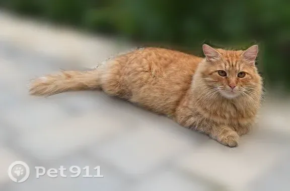 Найдена кошка, Москва, фото: Найдена кошка, Москва, 2-й Зимёнковский