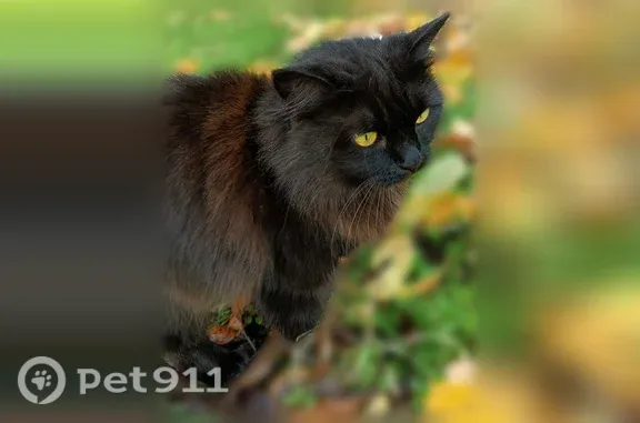 Пропала кошка, Светлоград, Гагарина, д. 8, Светлоград — стерилизована, путают с котом - photo