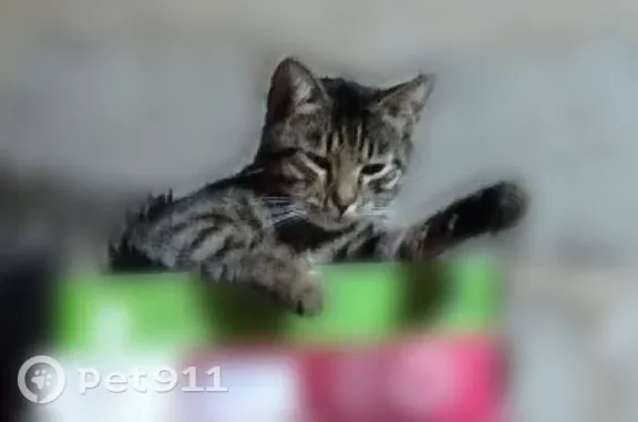 Пропала кошка, Рассказово, Саратовская, д. 8 — домашняя, с зелёным ошейником от паразитов - photo