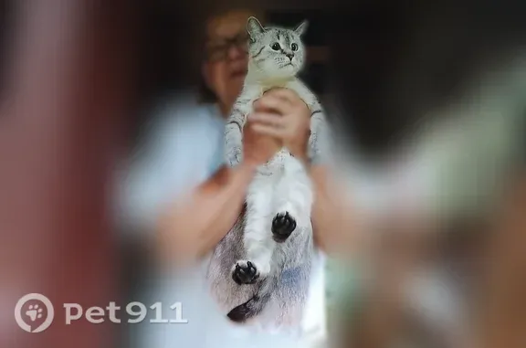 Найдена кошка, Самара, фото: Найдена кошка, Самара, Березовая, д. 202 А — палевая сиамская, голубоглазая