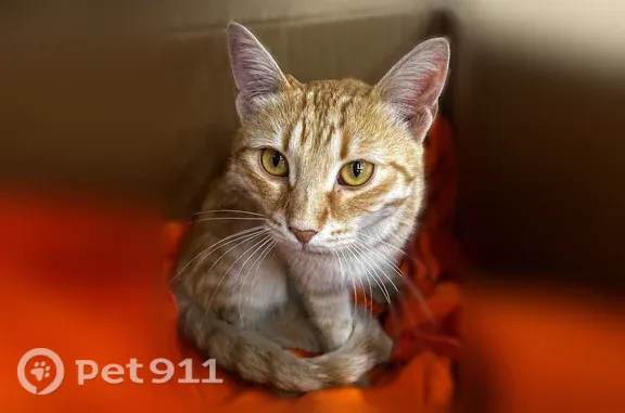 Найдена кошка, Самара, фото: Найдена кошка, Самара, Сергея Лазо, д. 26а 1 — кастрированная, тянется на руки