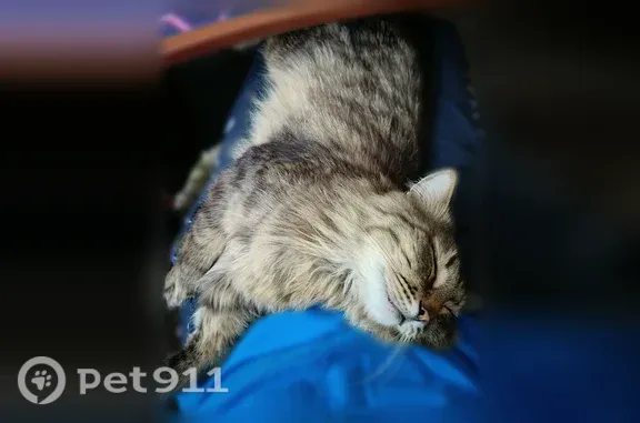 Пропала кошка, Коркино, 1 Мая, д. 59, Коркино — серо-коричневый пятнисто-полосатый окрас, серо-зелёные глаза - photo