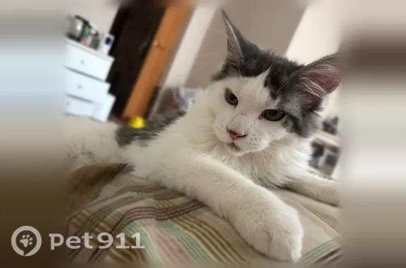 Пропала кошка, Миасс, Олимпийская, д. 5 — ручная кошечка, мейнкун, 6 месяцев - photo