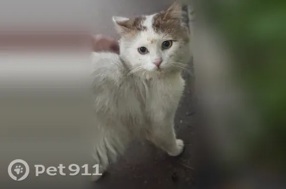 Найдена кошка, Люберцы, фото: Найдена кошка, Люберцы, Побратимов, д. 22 — ласковая, кастрированная, идёт к людям
