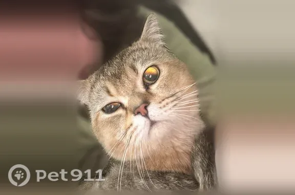 Найдена кошка, Красноярск, фото: Найдена кошка, деревня Бугачево (г Красноярск), Тихая, Красноярск — шотландская прямоухая, не стерилизована