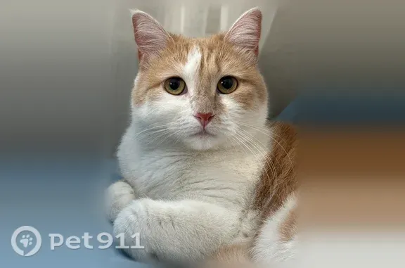 Кошки потеряшки, Липецк, фото: Потеряшка кошка, Округ Правобережный (г Липецк), Гагарина, д. 74А, Липецк — рыжая спинка и белый животик