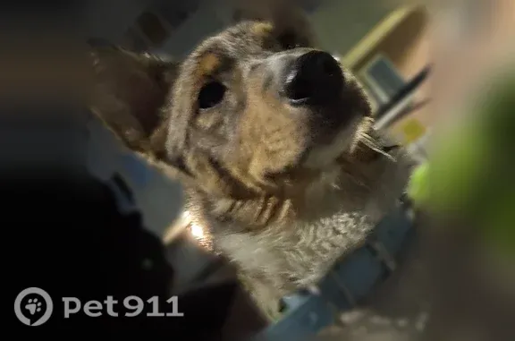 Найдена собака, Бугры, фото: Найдена собака, Бугры, Тихая, д. 17 — с ошейником синего цвета и бусами