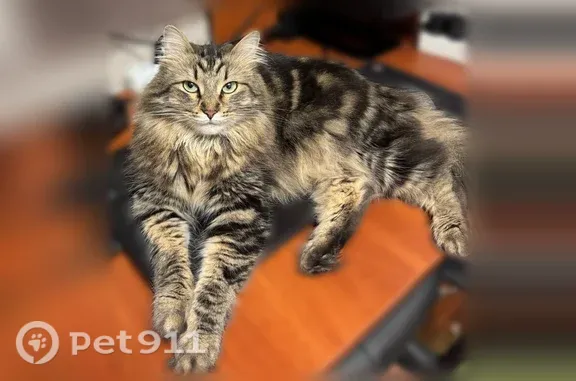 Пропала кошка, Евпатория, Толстого, д. 8 — коричнево-песочная тигровая - photo