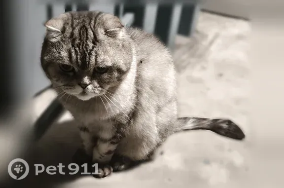 Найдена кошка, Липецк, фото: Найдена кошка, Липецк, Гагарина, д. 53 — в районе Быханова сада, агрессирует при попытке взять на руки